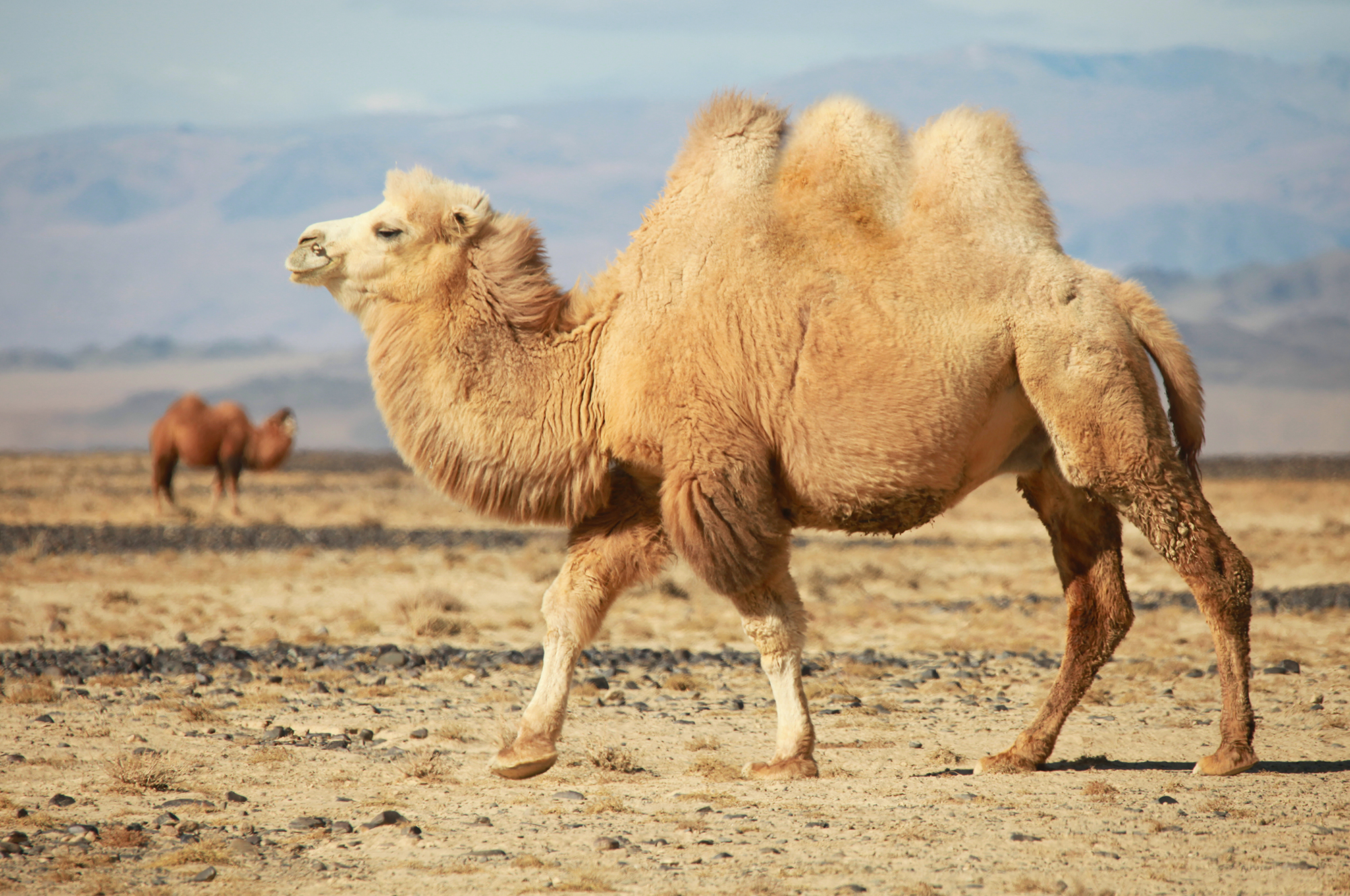 Apache Camel 3.5 What's New - Apache Camel